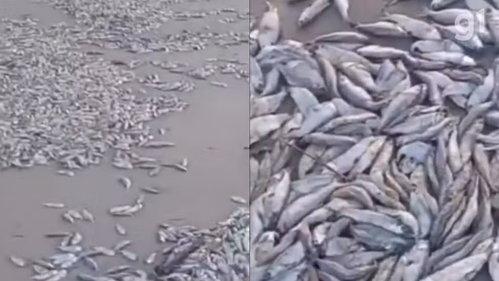 VÍDEO: Milhares de peixes mortos aparecem em praia de Cedral, na Baixada Maranhense